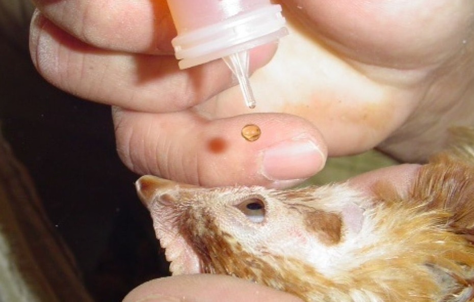 A chicken is vaccinated via eye dropper