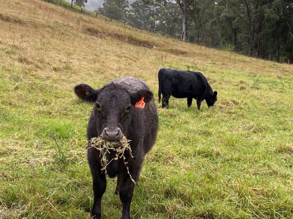 Black cow with a mouthful of grass standing in a grassy paddock.