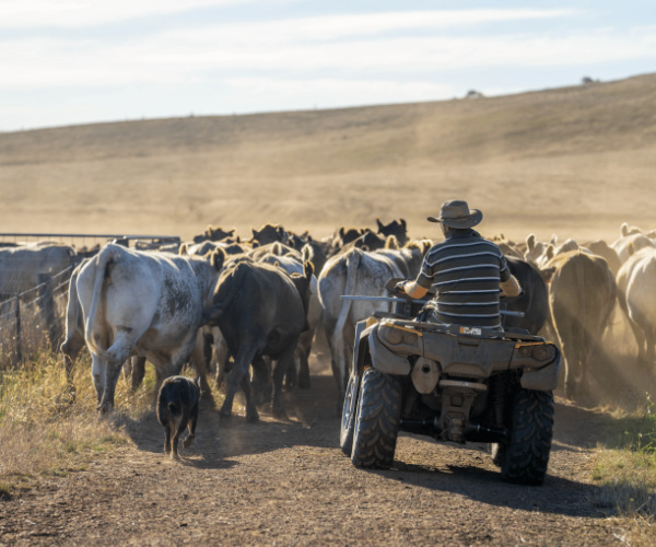 Man driving cattle from a quad bike with a dog on a dusty road.