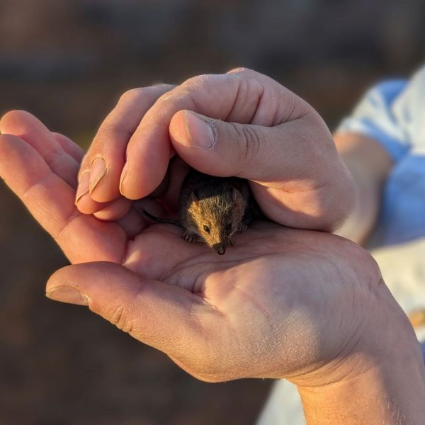 Close-up of two hands holding small mouse-like marsupial