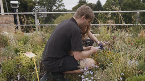 Two people taking research measurements of plants