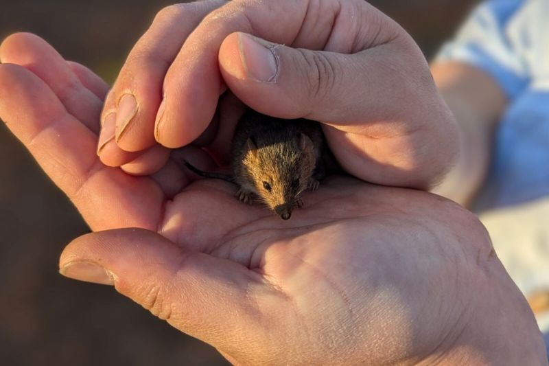 Close-up of two hands holding small mouse-like marsupial