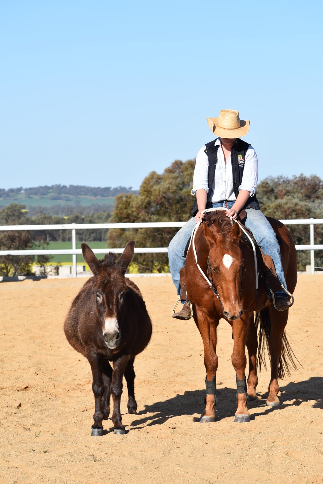 Student sits on horse, who is standing next to a donkey in large field area