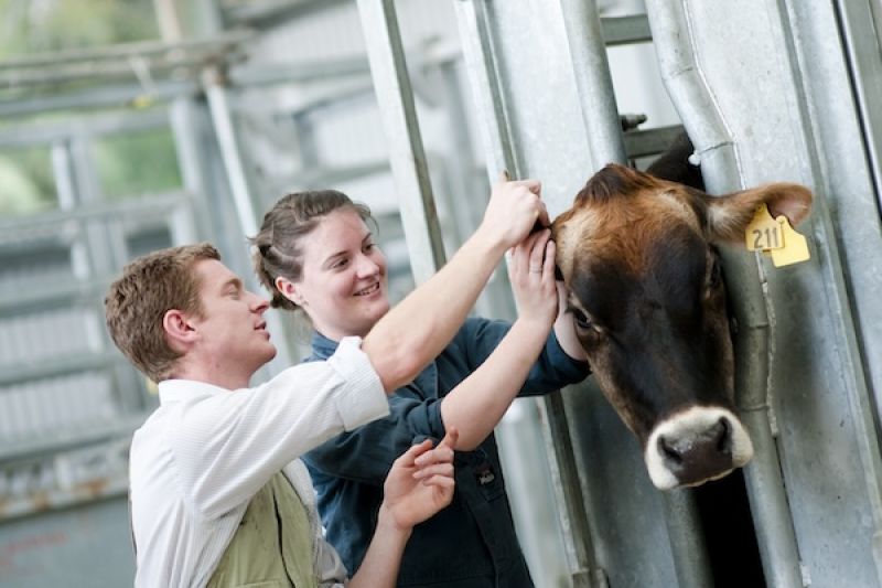 Two students examining a cow's ear