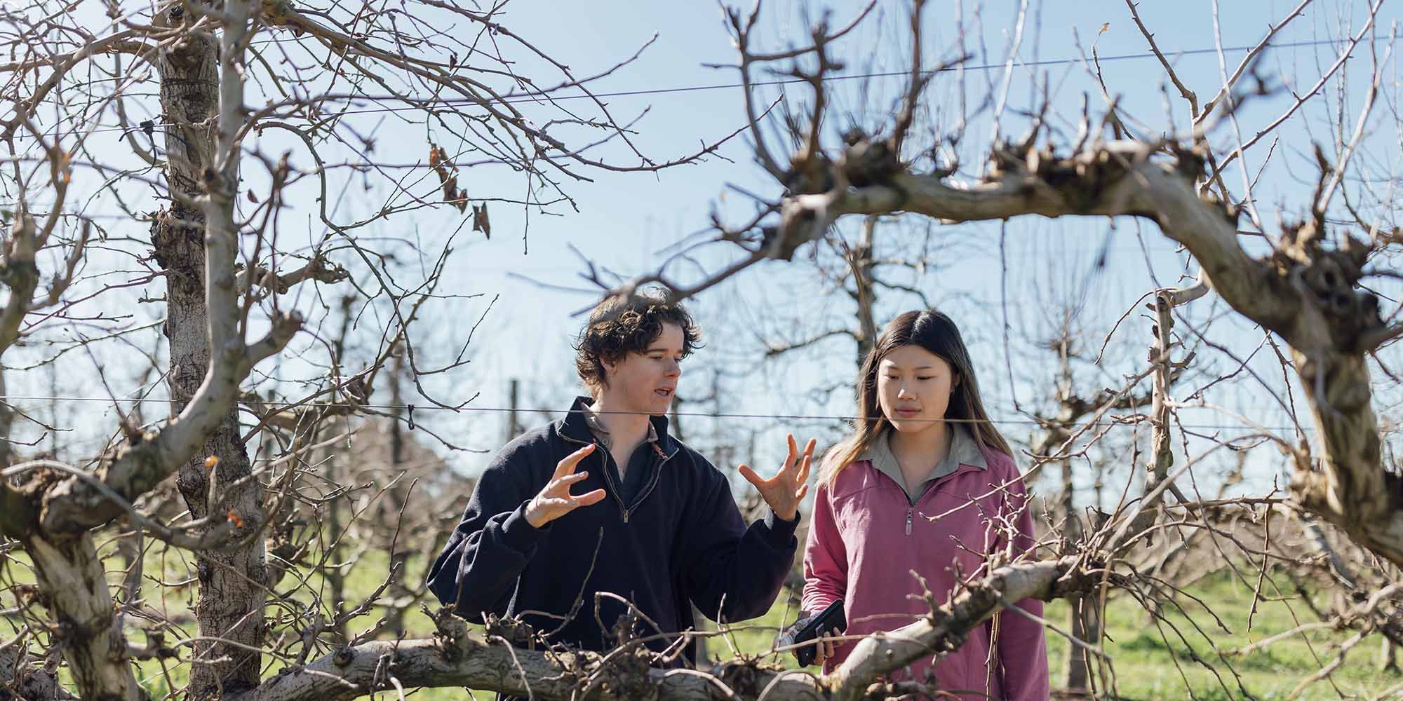 Two people standing in orchard talking