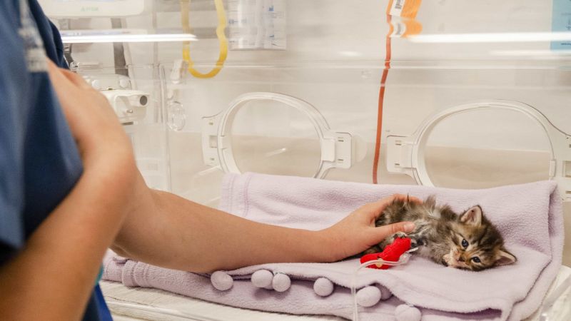A kitten receives care from a veterinary nurse