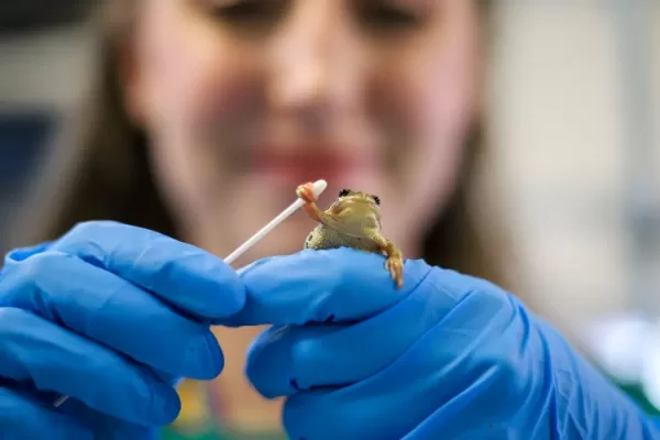 Frog holding cotton bud, on woman's gloved hands