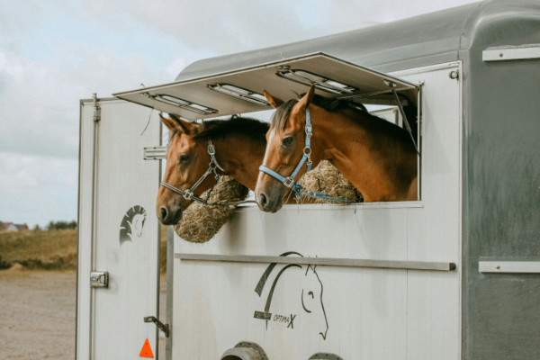 Two horses poking their heads out of a horse trailer.