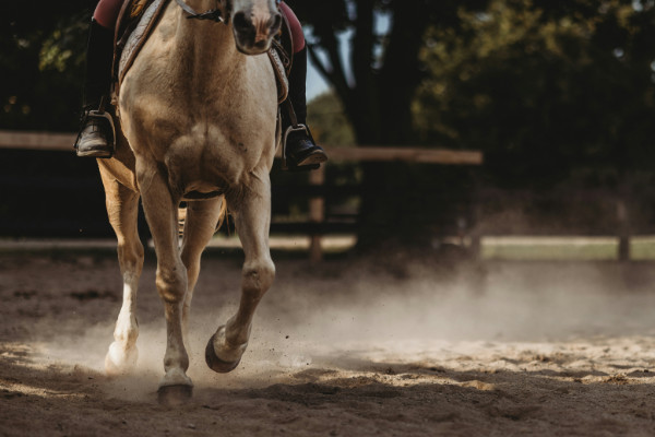 Legs and chest of horse who is carrying a rider.