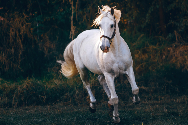 White horse galloping