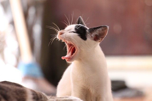 White cat yawning.