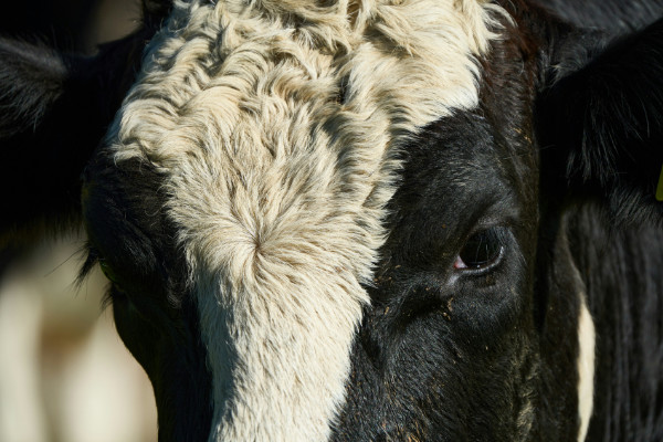 Cow face between the eyes.