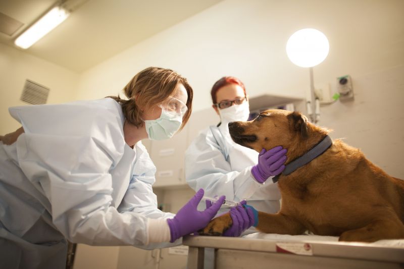 Veterinarians with dog