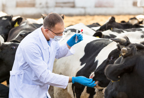 man taking swab from cow