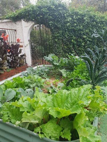 A picture of Sascha's veggie patch. 