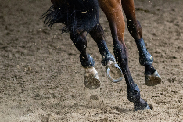 View of horse legs galloping, showing horse shoes on feet.