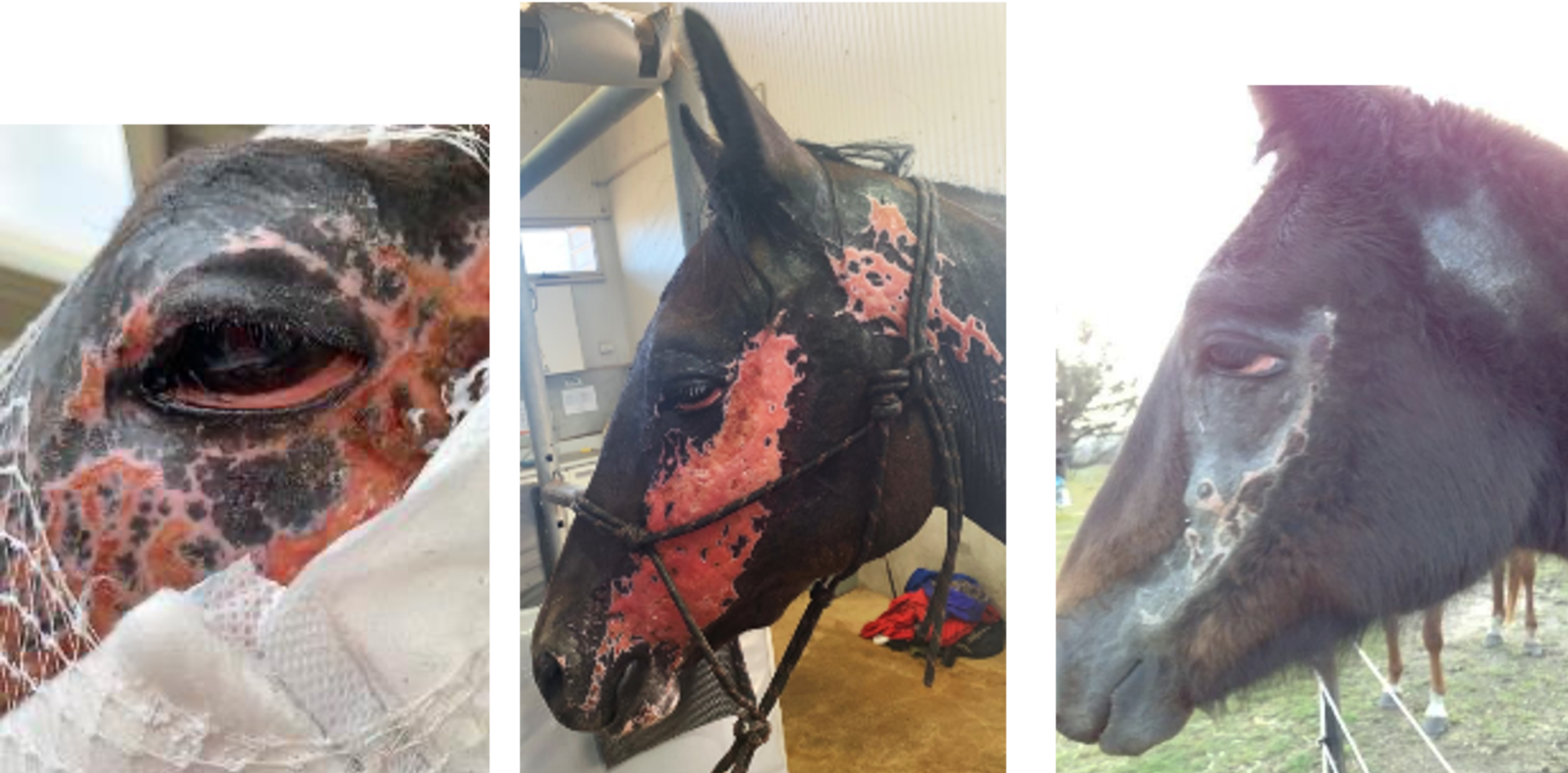 Figure 14.2 Wound contracture after Grade 3 burns to the head of a 3 year old Quarterhorse filly at 19 days, 29 days and 2 months after the initial injury.