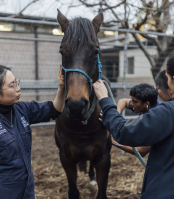 Two students hold a horse by the bridle while others treat the horse.